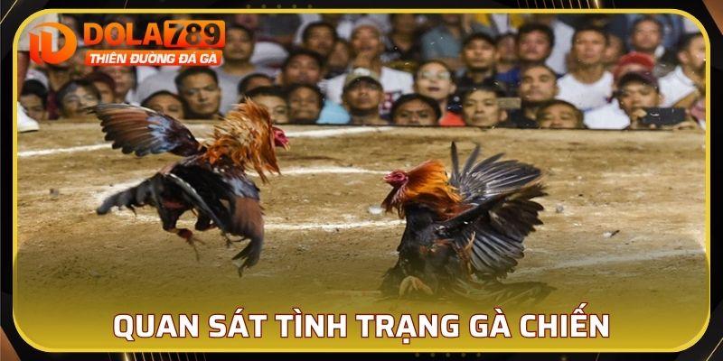 Quan sát tình trạng gà chiến là một trong những chìa khóa quan trọng