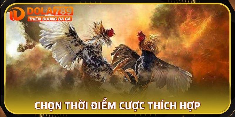 Chọn thời điểm cược là một trong những kinh nghiệm chơi đá gà online bổ ích
