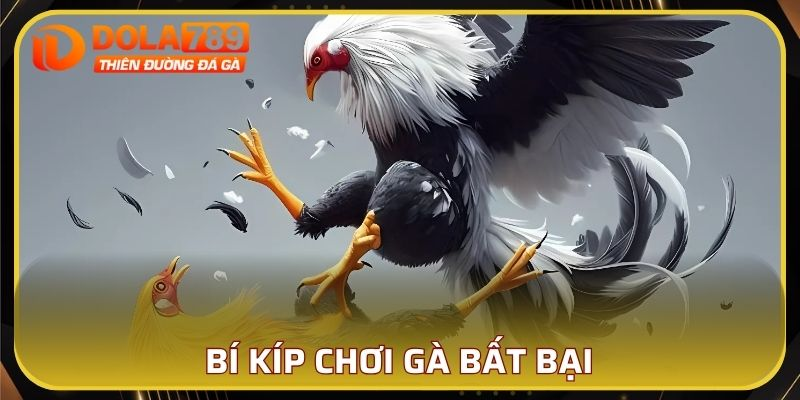 Tuyệt chiêu chọi gà bất bại mọi đối thủ