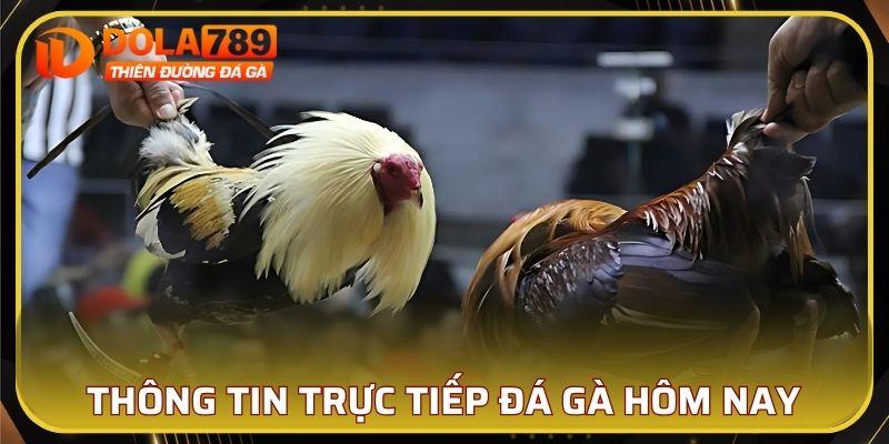 Tư liệu về trực tiếp đá gà CPC3 hôm nay