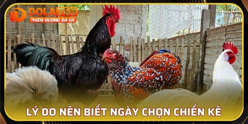 Lý do cần biết cách xem ngày chọn chiến kê