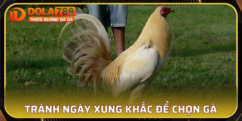 Tránh các ngày xung khắc để chọn gà hiệu quả