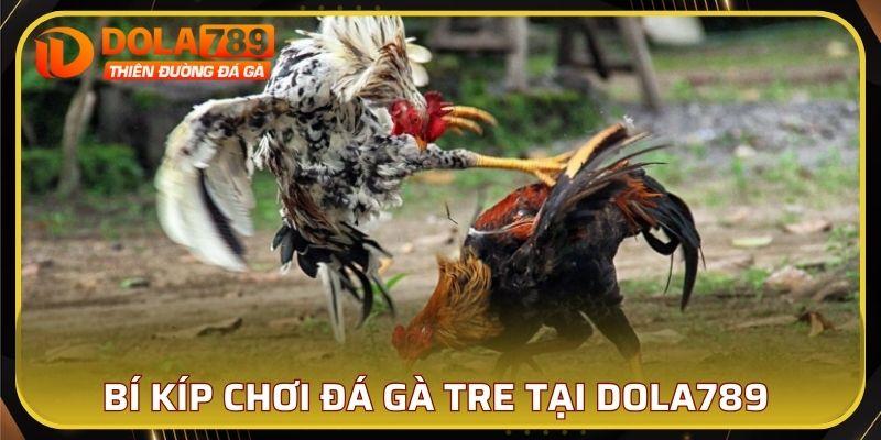 Bí kíp chơi đá gà tre tại DOLA789 chuẩn xác